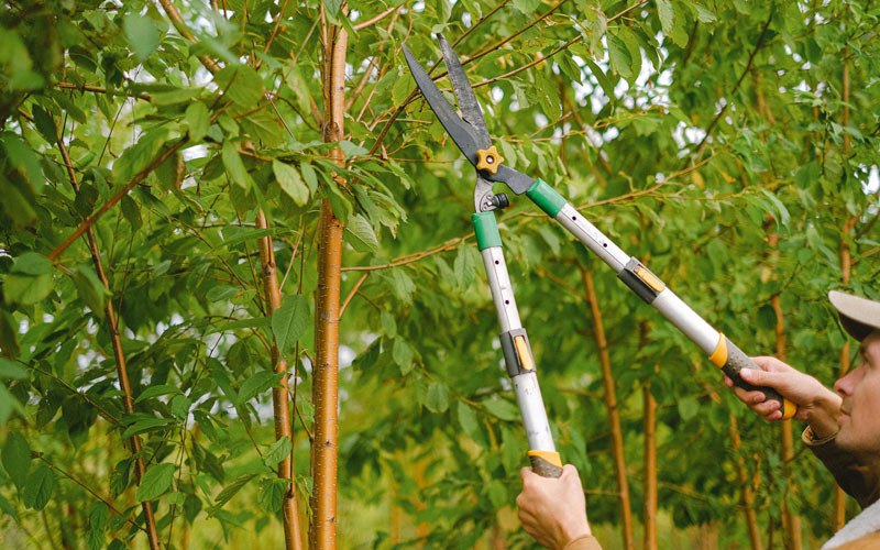 Tree trimming in Park River, ND